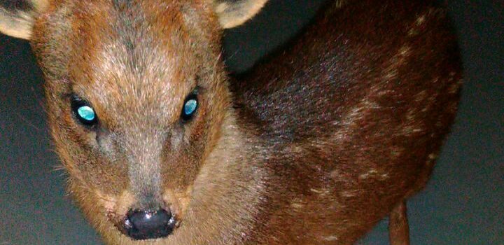 biobio's tweet photo. Carabineros encuentran pudú en Lota y lo refugian en comisaría porque SAG "no contesta" https://t.co/d2AcP0kJzc https://t.co/MHSitzbgSK