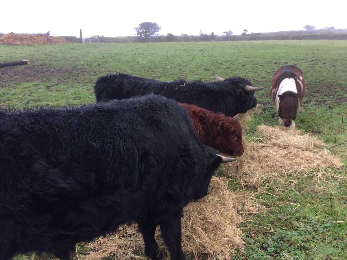 ChannelVFarm's tweet image. Merry Christmas from all of us at Channel View Farm! :) #cows #pony #Christmas