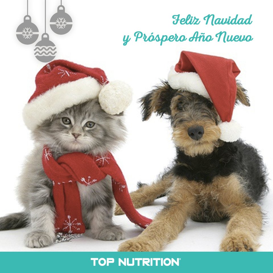TopNutritionAr's tweet photo. Feliz Noche Buena y Navidad! #TopNutrition #Navidad #SinPirotecnia https://t.co/fDHb6sFpob