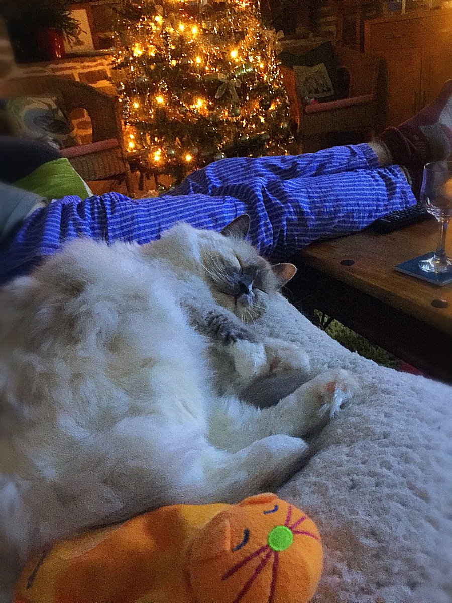 Betty_Boo_Kat's tweet photo. “Silent night...holy night!
All is calm all is bright...” 🌠

Sweet dreams fur Santy Claws 🎅
#MerryChristmas #ChristmasEve 🎄
Midnight Mass 💤😻💤 https://t.co/B8c3MqvhSg