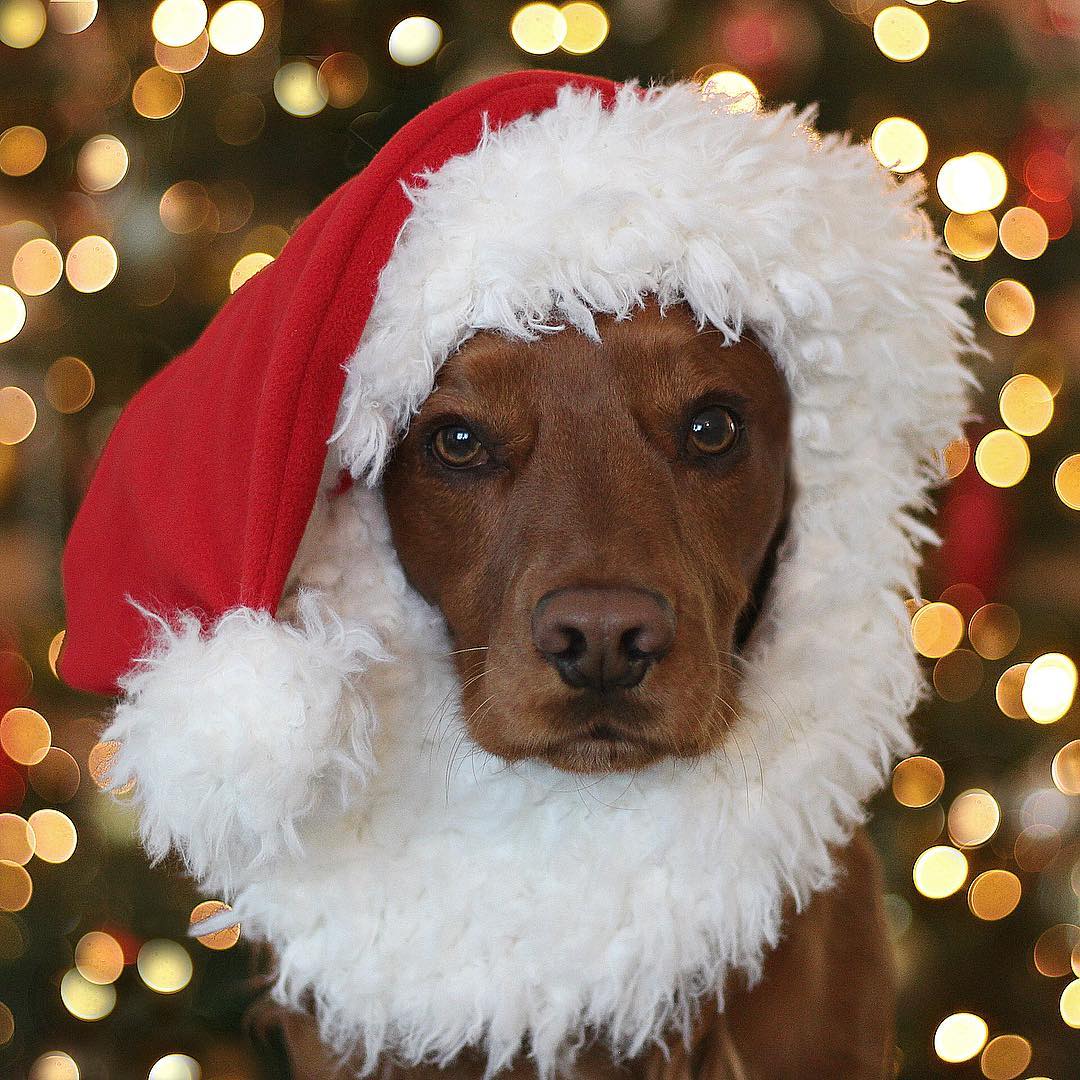 puplifted's tweet photo. Be on the lookout for this jolly character coming down your chimney tonight! Happy Howlidays 🎄.

🔗 https://t.co/fhtxVD7utq
#️⃣ #cockerspaniel #spaniel #christmas #merrychristmas #happyholidays #happyhowlidays #merrypupsmas #dogsoftwitter #doglovers #santa #christmasdog https://t.co/YcuMeOYKcQ