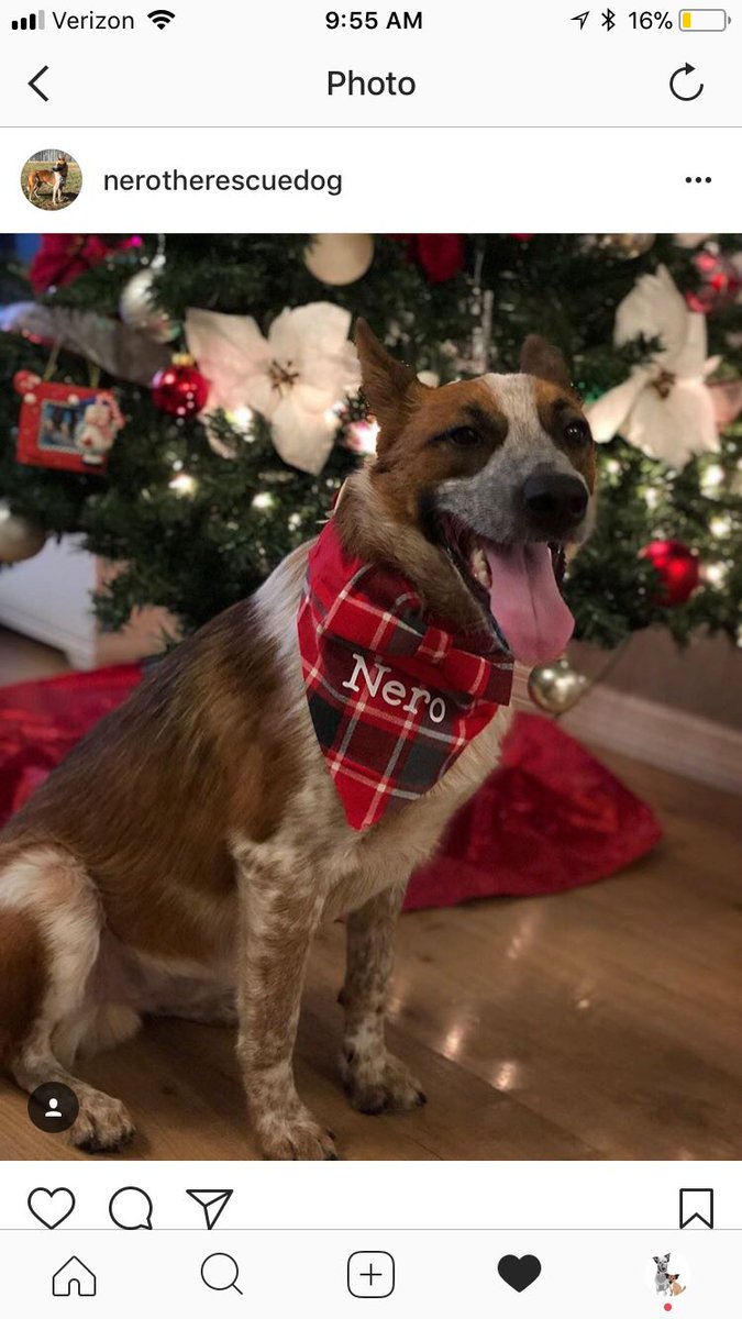 SpottedDogShop's tweet image. Merry Christmas Eve! Thank you to all our wonderful customers! Everyone go follow @nerotherescuedog! 🎄🎄🎄 #Etsy #etsytribe #etsychristmas #dogbandna