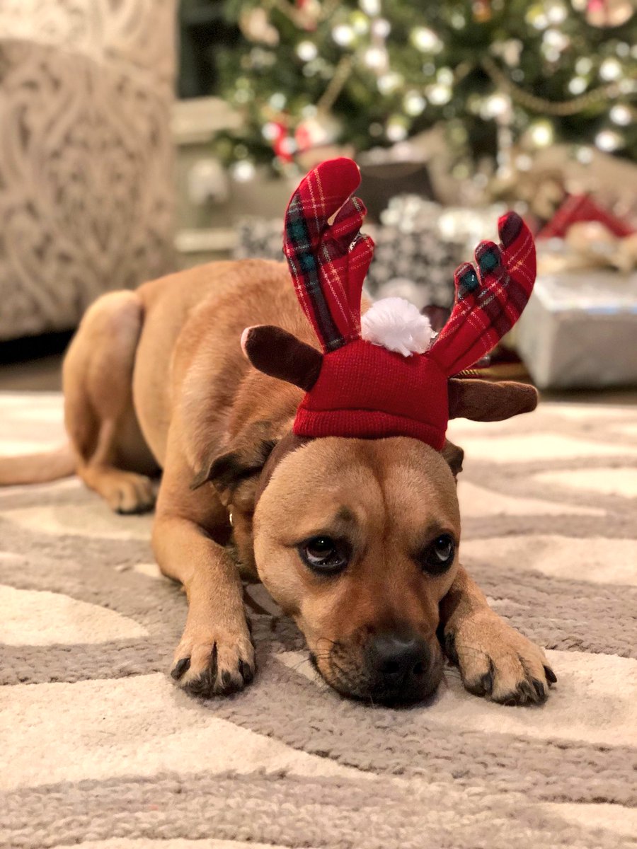 these dog antlers were my best Christmas purchase
