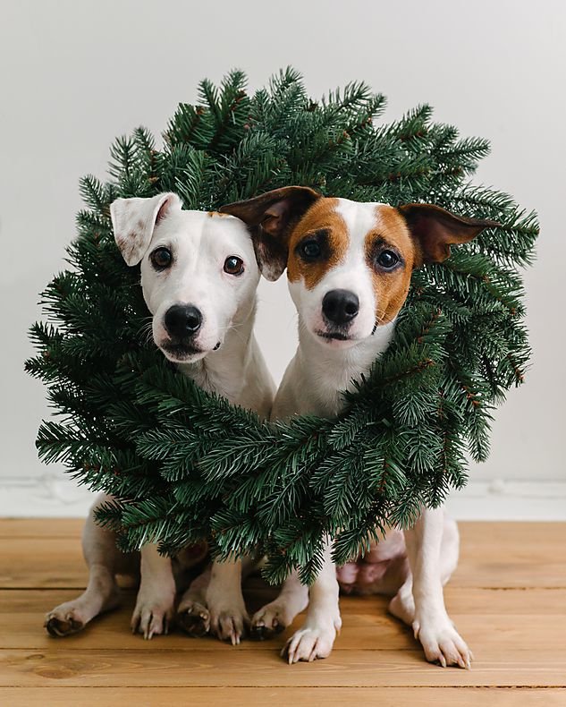 CurologyUSA's tweet photo. Wishing you the happiest holidays! Wreath love, Curology 💕 #christmaseve #holiday #curolidays #curology #curologyjourney #curologyskincare #mycurology #superbottle #veganskincare #vegan #crueltyfree #custom #customskincare #acne #acnefree #acnehelp #acnenomore #beauty #healthy https://t.co/2Bzre9gl5W