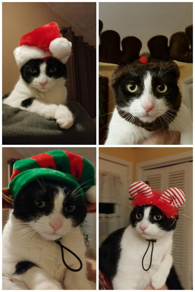 mccbunny's tweet photo. Merry Christmas #ChristmasCat #catsofinstagram #cats #CatsOfTwitter #pets #bestcataward #kitty #kittensoftwitter #kitten https://t.co/TGiWPPZxUR