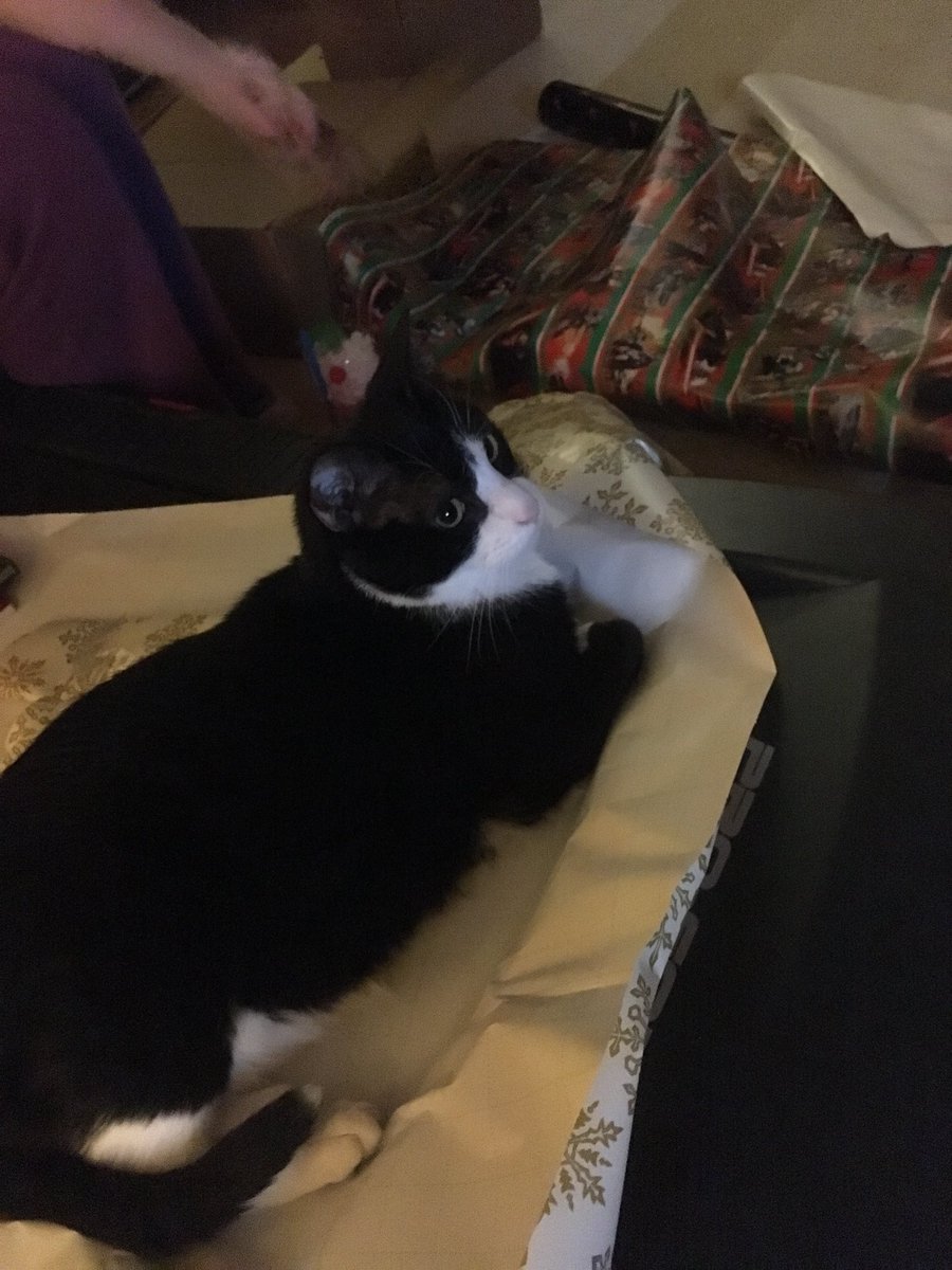 ShiroBadCat's tweet photo. Wraping cat is helpful! https://t.co/U5H9eaWn2V
