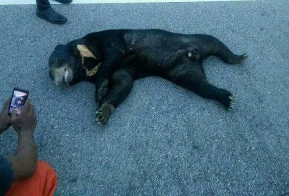 Astro Awani A Twitter Awaninews Fajarawani Beruang