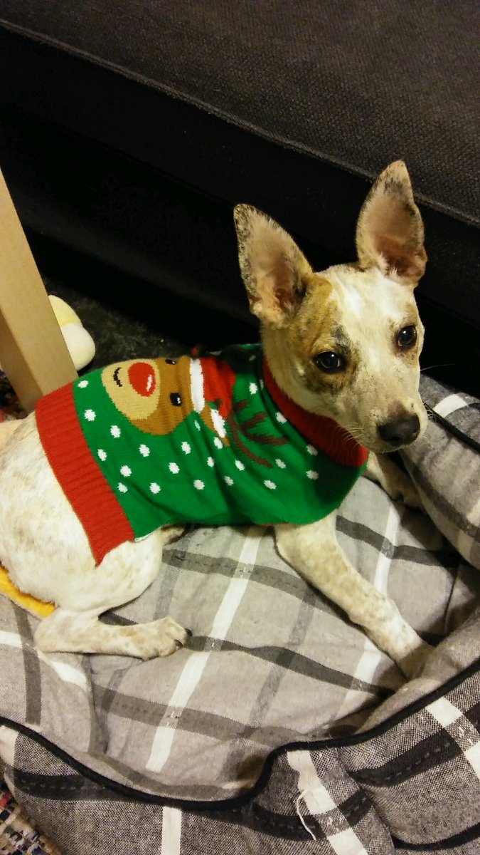 CadillacElvis's tweet photo. She waited until I went out of town to put a sweater on the dog. #redhealer #chihuahua #mixedbreed https://t.co/Pq4OeD2DNK