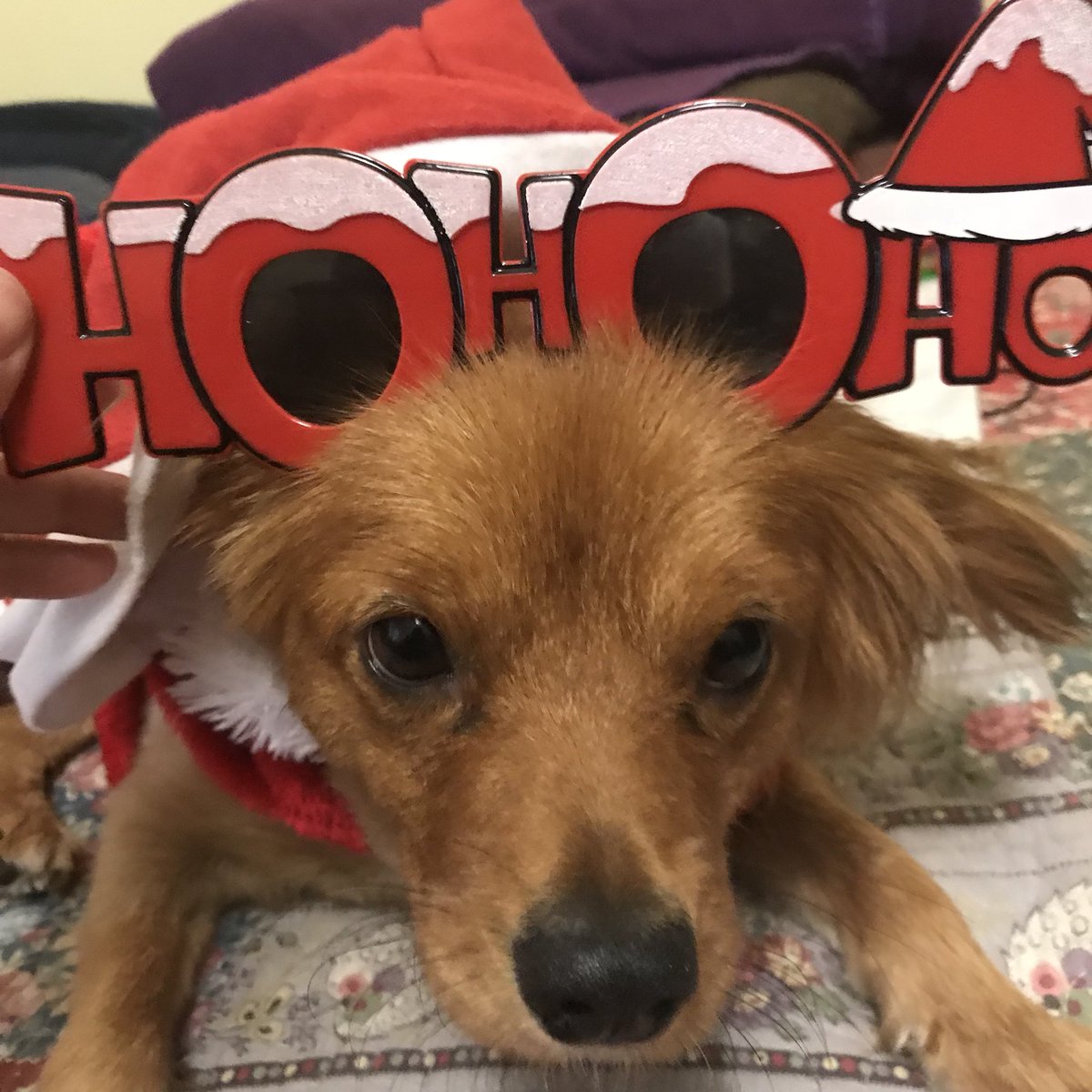 bjvet's tweet photo. Merry Christmas#mydogandme https://t.co/eSi8TY5iJ2