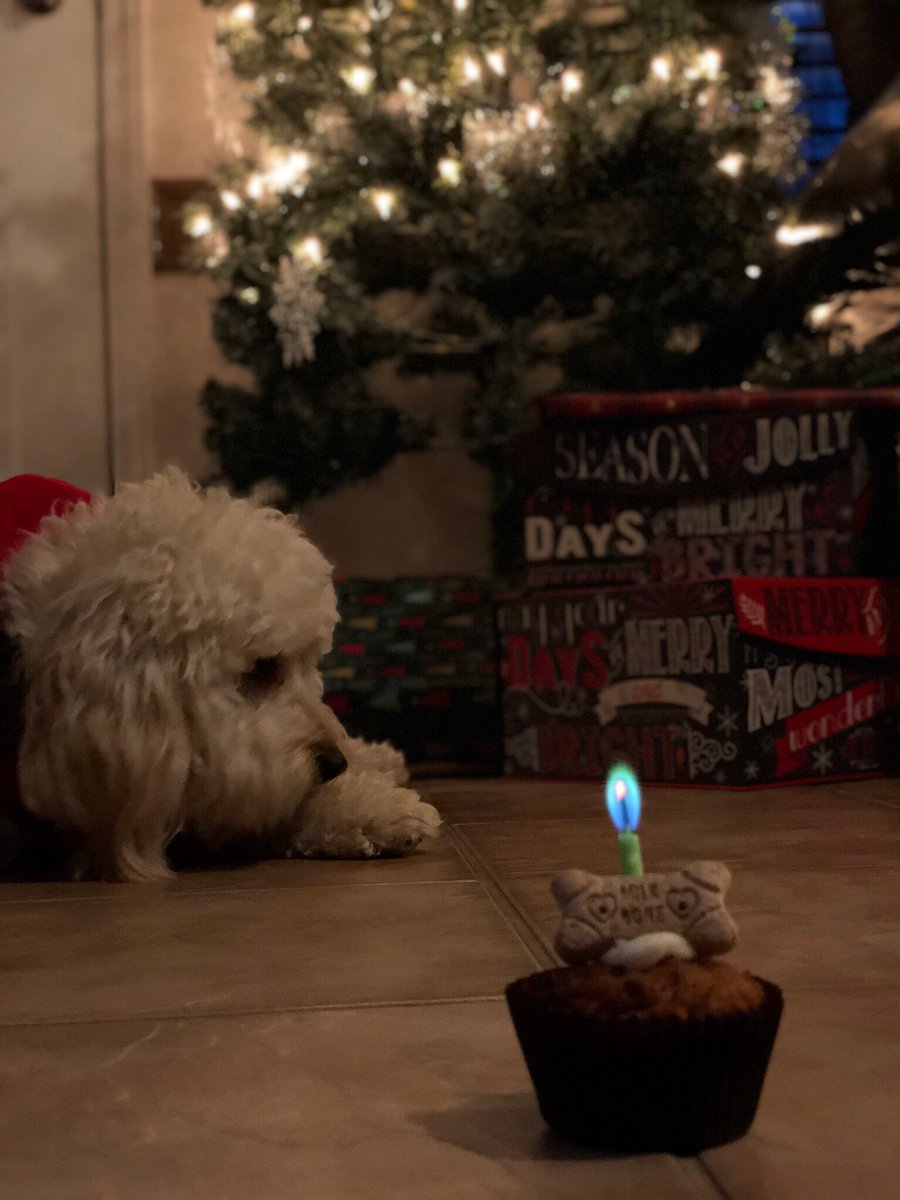 Lattesinclass's tweet photo. Merry Christmas from our pup to yours #dogmom #MerryChristmasEveryone #dogsoftwitter #cockapoo #birthdaygirl https://t.co/iqH5V7jfRP