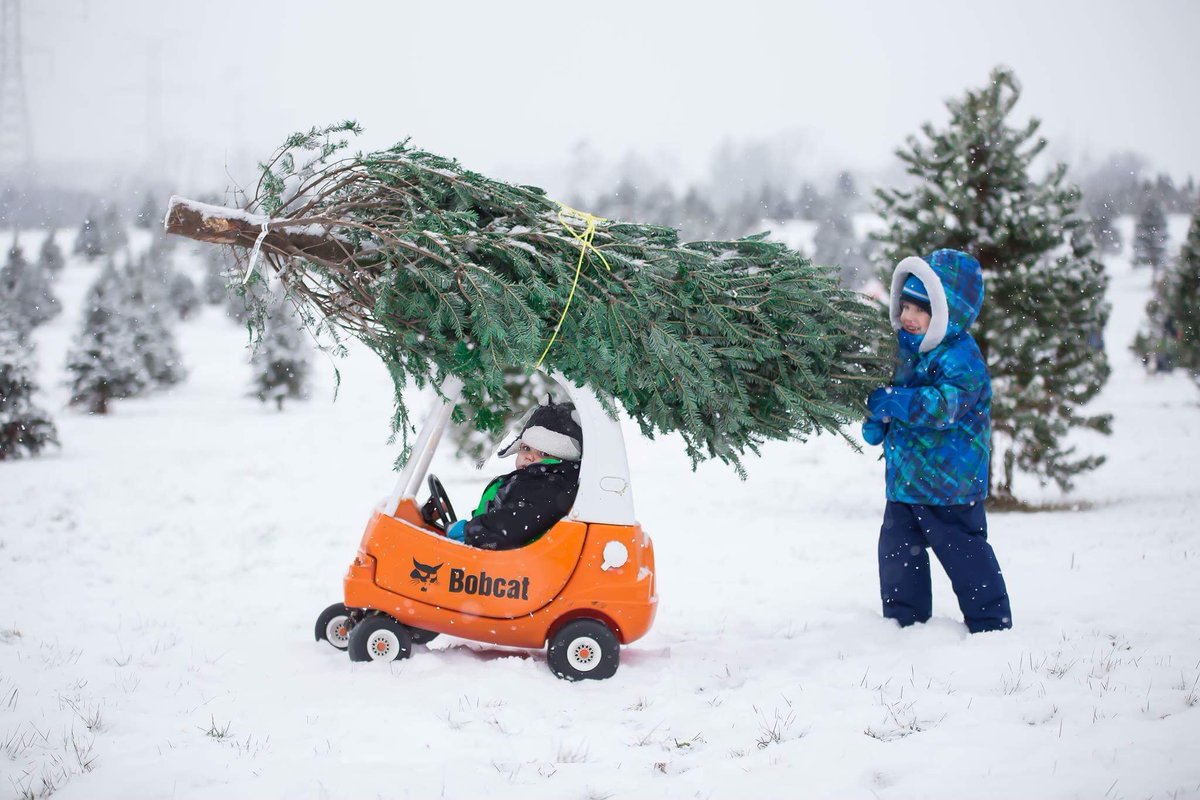 The never-before-seen “Baby Bob” helps complete the most important job of the season. Happy holidays! (📷 : Bobcat fan Amanda M.)