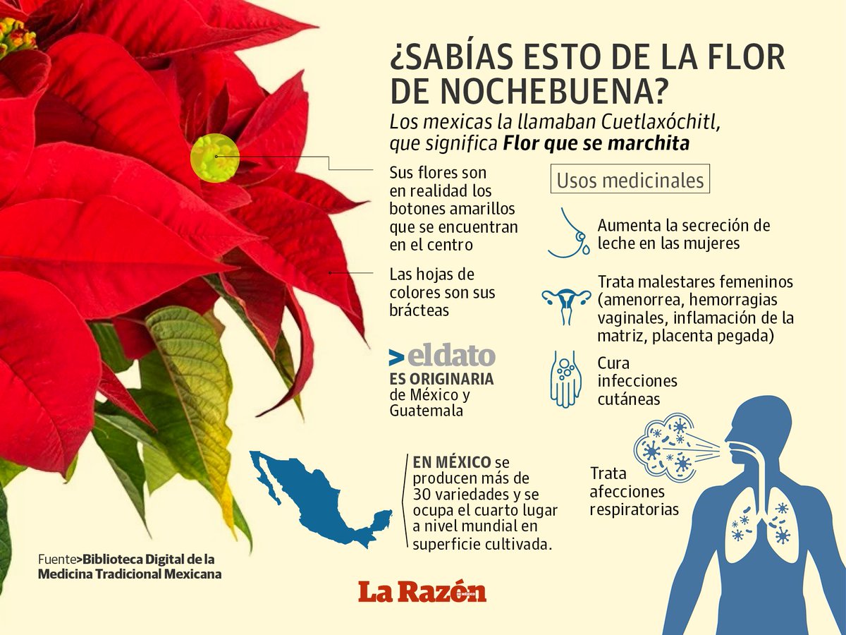 Infografía ¿Sabías que la flor de Nochebuena tiene propiedades medicinales? Checa que los hombres pueden aliviar con ... | La Razón de México | Scoopnest Infografía ¿Sabías que la flor de Nochebuena tiene propiedades medicinales? Checa que los hombres pueden aliviar con ... | La Razón de México | Scoopnest
