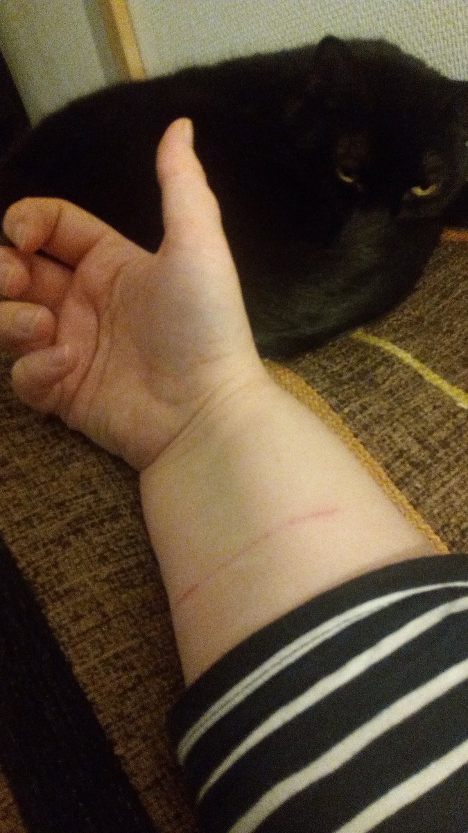 CoffeePint's tweet photo. Comme vous montrez toutes et tous vos 🐱 ce soir, je vais jouer le jeu aussi. 😁

Voici mes minous, ils bossent comme gardiens des enfers. 😽😈
(#3rdPic) https://t.co/dSBl6D6x9y