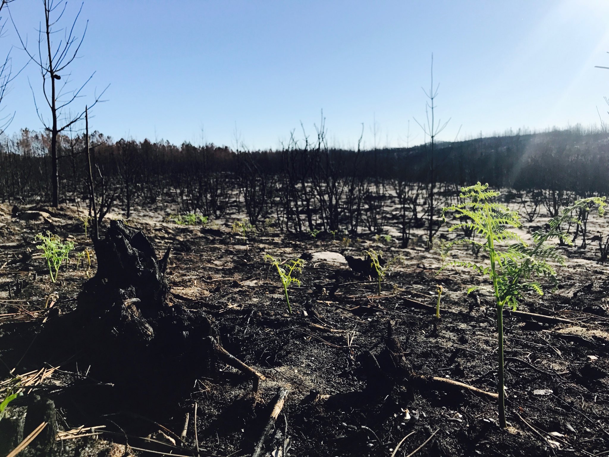 Kosuke Hatta 八田浩輔 Ar Twitter 山火事から1カ月半後のポルトガルの国立公園 温暖化 南欧で災害 その1 パリ協定 離脱 厳しい目 毎日新聞 T Co 5bl5vpwxsm