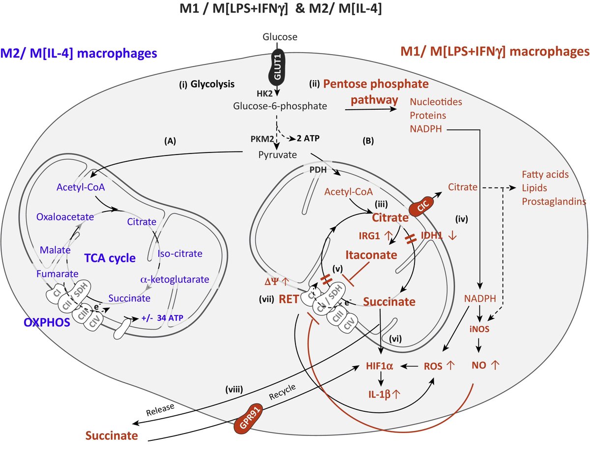 mmw_lmw's tweet image. #MetabolicReProgramming in #Macrophage Activation: Don&apos;t Oversimplify | VanDenBossche @UvA_Amsterdam @TrendsImmuno buff.ly/2DkrqcC | #YearBook2017