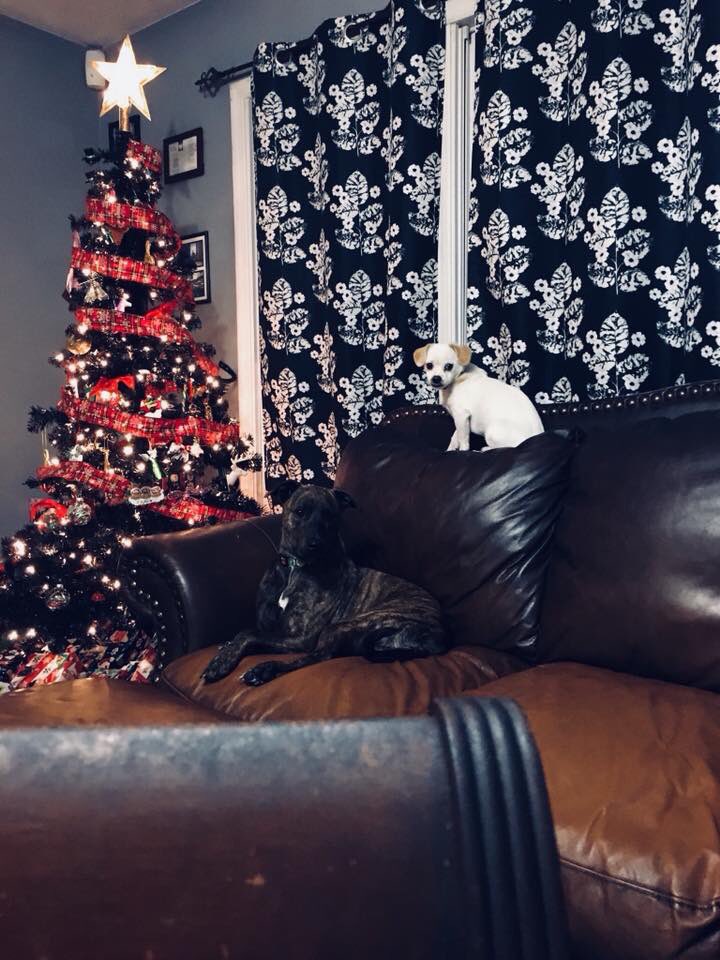 brandins9's tweet photo. Mercy and Lilo ready for Christmas https://t.co/Qb3DXLHU6p