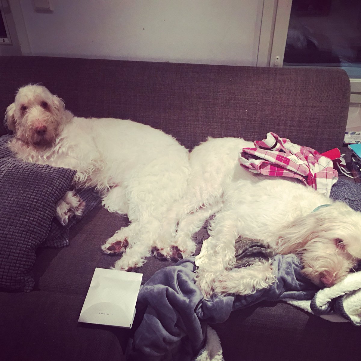 MikkoKannelsuo's tweet photo. Dog girls are chilling on sofa around the Christmas gifts;) Merry Christmas everyone! https://t.co/xYFrJUanCj