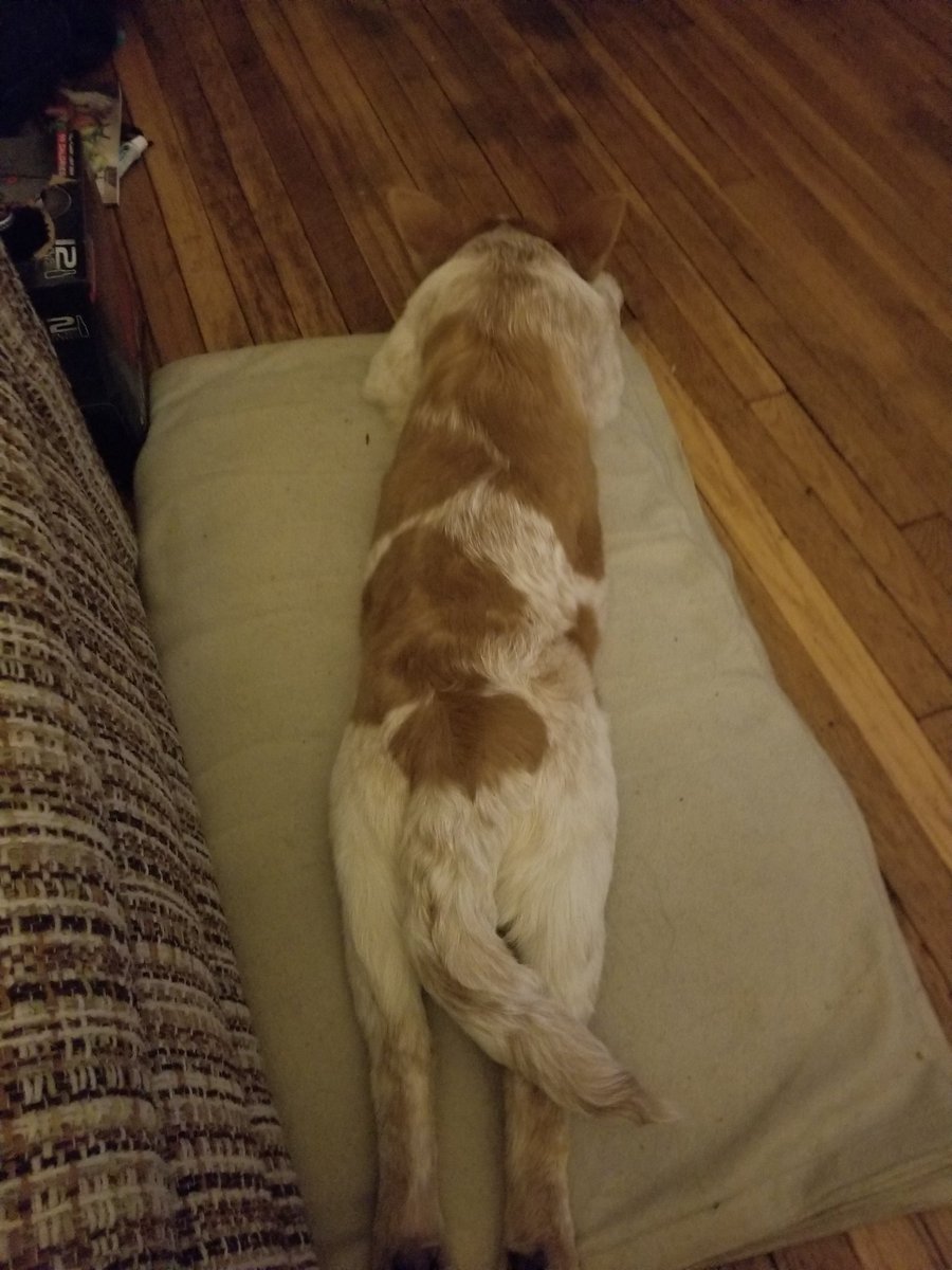 arSah's tweet image. How freaking cute is this?