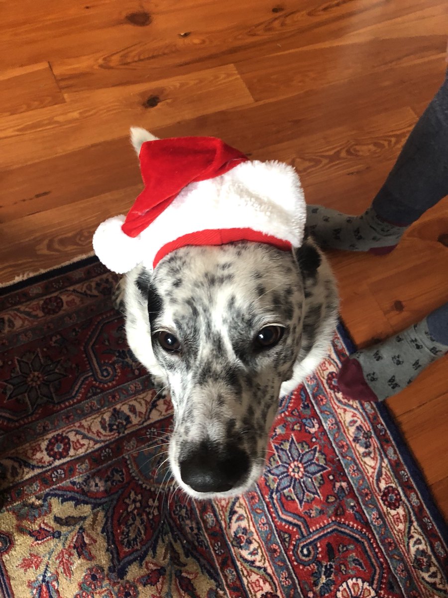 josephinetheb's tweet photo. Merry furry Christmas from our pack to yours! #dogsinsantahats Thanks for the great photos @notoriousgnb ❤️🎄 https://t.co/GV96DInZaW