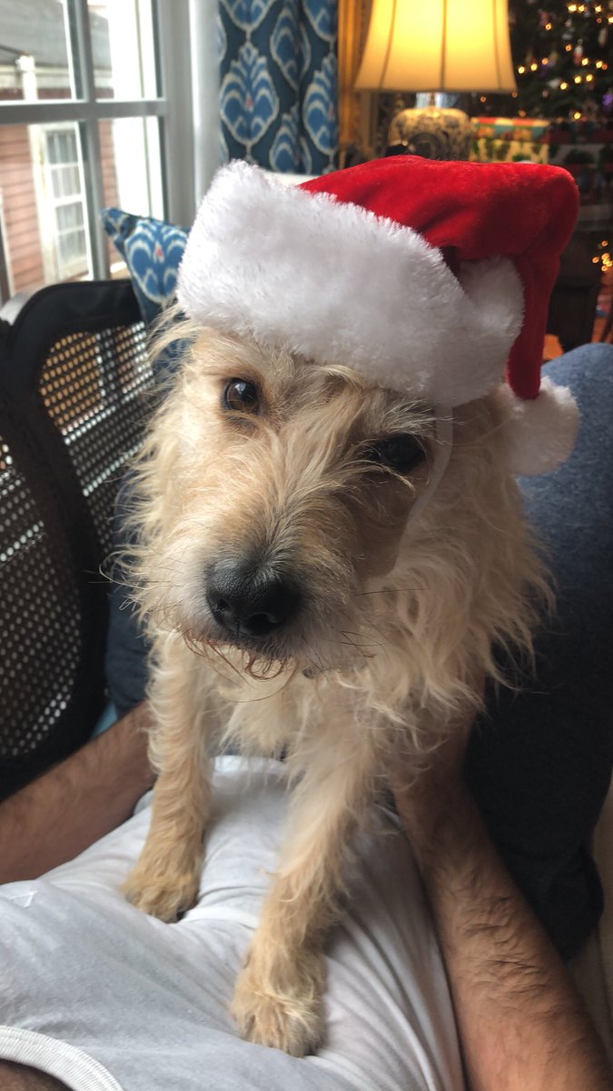 josephinetheb's tweet photo. Merry furry Christmas from our pack to yours! #dogsinsantahats Thanks for the great photos @notoriousgnb ❤️🎄 https://t.co/GV96DInZaW