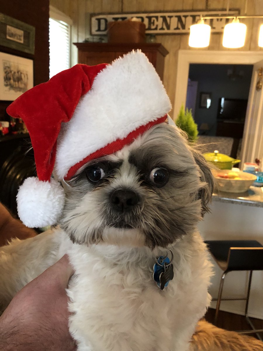 josephinetheb's tweet photo. Merry furry Christmas from our pack to yours! #dogsinsantahats Thanks for the great photos @notoriousgnb ❤️🎄 https://t.co/GV96DInZaW