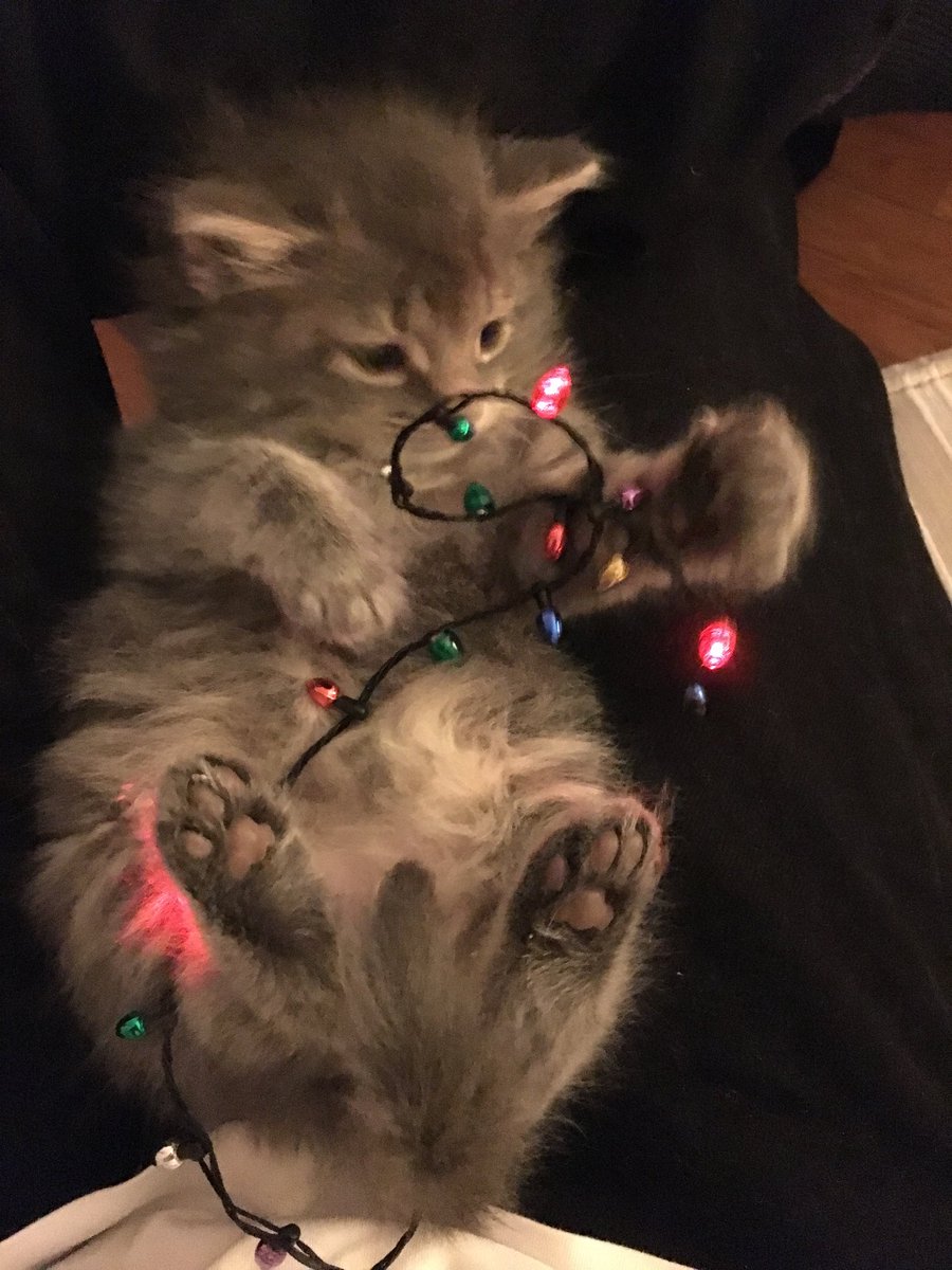 PineconeDefense's tweet photo. This cuteness actually happening at our house. Merry Christmas everyone! https://t.co/0SUuh96Eo4