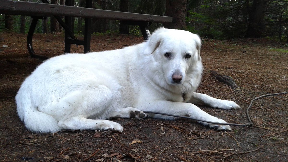 KatAttk's tweet photo. @MGreenWard3 Lost my dog in ward 3 tonight. Please RT. SPCA and Animal Control are closed for the holidays. Do you know of any other resources I could try? https://t.co/AlpZti8Wnx