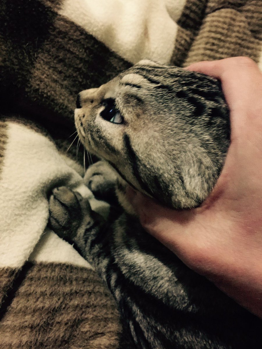 sanyoutableware's tweet photo. 今年の営業も残すところ5日間

早い物ですね~

ウチこの子はここ数日、とにかくよく鳴きます・・・

今朝も4時前には「うやんうやんほうほう」とわめき、中の人寝不足です

#猫好きさんと繋がりたい #犬好きさんと繋がりたい ＃えクリスマス ＃えええ https://t.co/vYqUnUWsPt