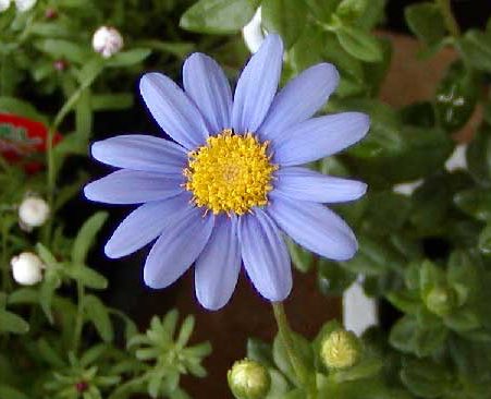 もも على تويتر おはようございます 12 25誕生花 ブルーデージー 花言葉 恵まれている 別名フェリシア キク科多年草 柔らかな青色の花弁としべのコントラストが魅力 別名フェリシアはラテン語の恵まれているがそのまま花言葉になりました 風水ではこの花
