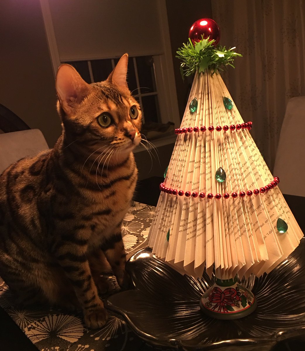 FlokiTheBengal's tweet photo. Merry Christmas, Happy New Year and more chicken!  #bengalprooftree #catsofinstagram #CatsOfTwitter #bengalcat #thebengalcats https://t.co/Sm97PtybRw