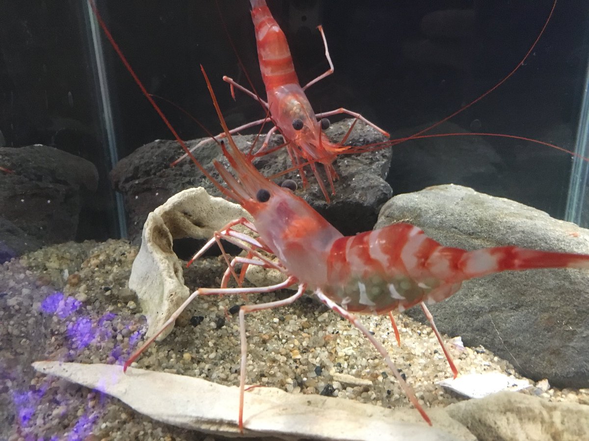 Twitter पर アクアマリンいなわしろカワセミ水族館 企画展 知床の海の生き物 シリーズ ラウスツノナガモエビ アクアマリンふくしまが発見した新種のエビです 知床の500 800mで確認され エビカゴ漁で採集されます アクアマリンふくしま カワセミ水族館 知床 Twitter पर アクアマリンいなわしろカワセミ水族館 企画展 知床の海の生き物 シリーズ ラウスツノナガモエビ アクアマリンふくしまが発見した新種のエビです 知床の500 800mで確認され エビカゴ漁で採集されます アクアマリンふくしま カワセミ水族館 知床