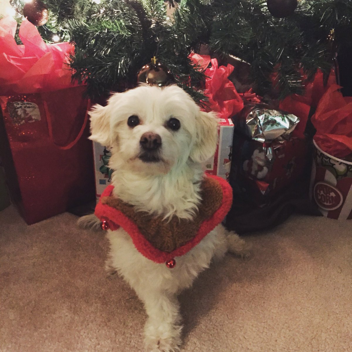 Rebecka_K_Smith's tweet photo. Merry Christmas to everyone near and far! #Christmas2017 #yeg https://t.co/VZhYoGz1iT