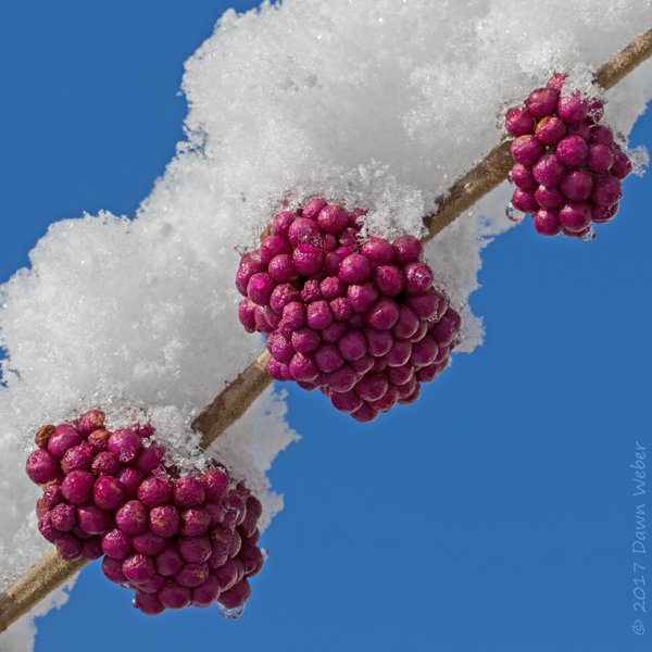 StLNatureLover's tweet photo. #nativeplants American beautyberry (Callicarpa americana) in today's snow - St Louis, MO  #stlouis #saintlouis #STL https://t.co/v4jjnBWPWD