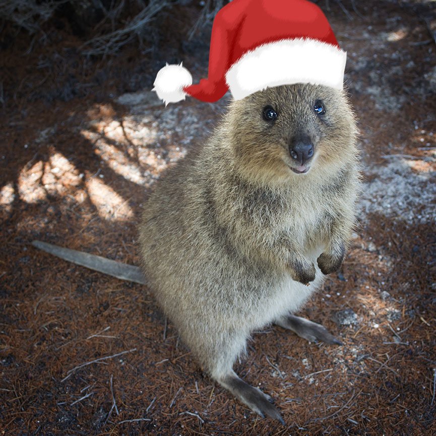 Christmas is here and even our quokkas are chuffed! From all of us at Rottnest Island, we wish you a safe and happy Christmas #HappyQuokkaMonday