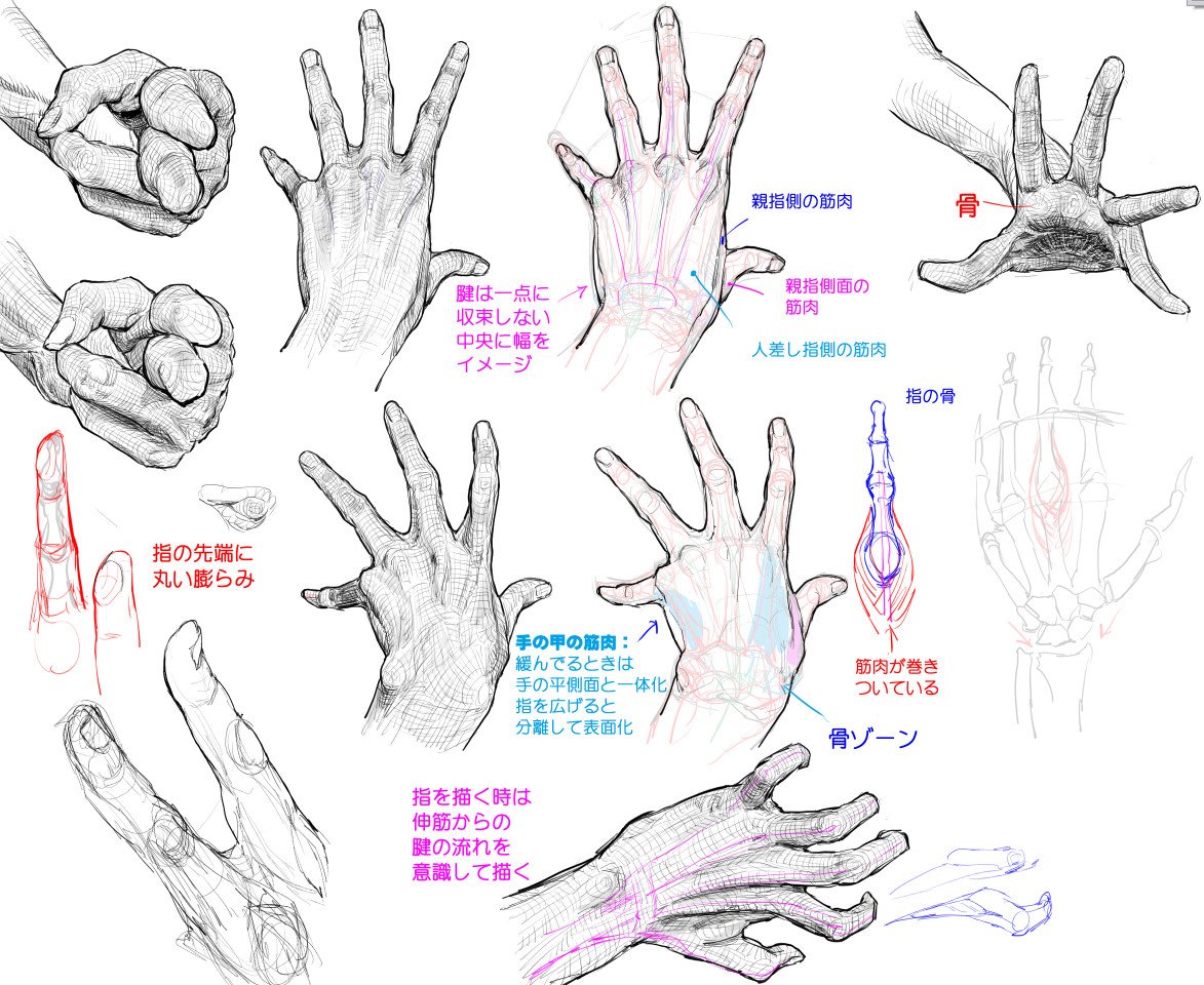 Twitter 上的 漫画素材工房 筋肉 骨 腱に基づく 手の甲と伸ばした指の考察 自分用メモ 素材 豆知識 素材 デッサン T Co Apibc8st Twitter