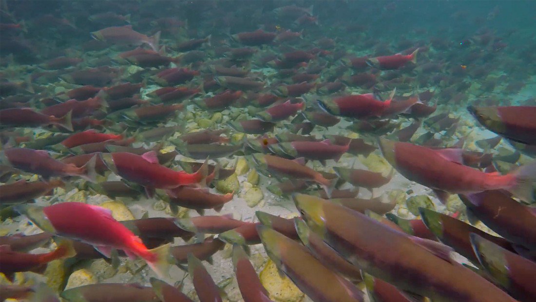 CNN's tweet photo. A mining company announced that it is proceeding with plans to build an Alaskan gold and copper mine, which critics say threatens to pollute the home of the world's largest wild sockeye salmon population https://t.co/UIOuemwmf2 https://t.co/9ThBvapiB4