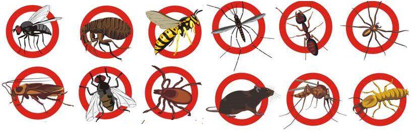 Best Pest Control
