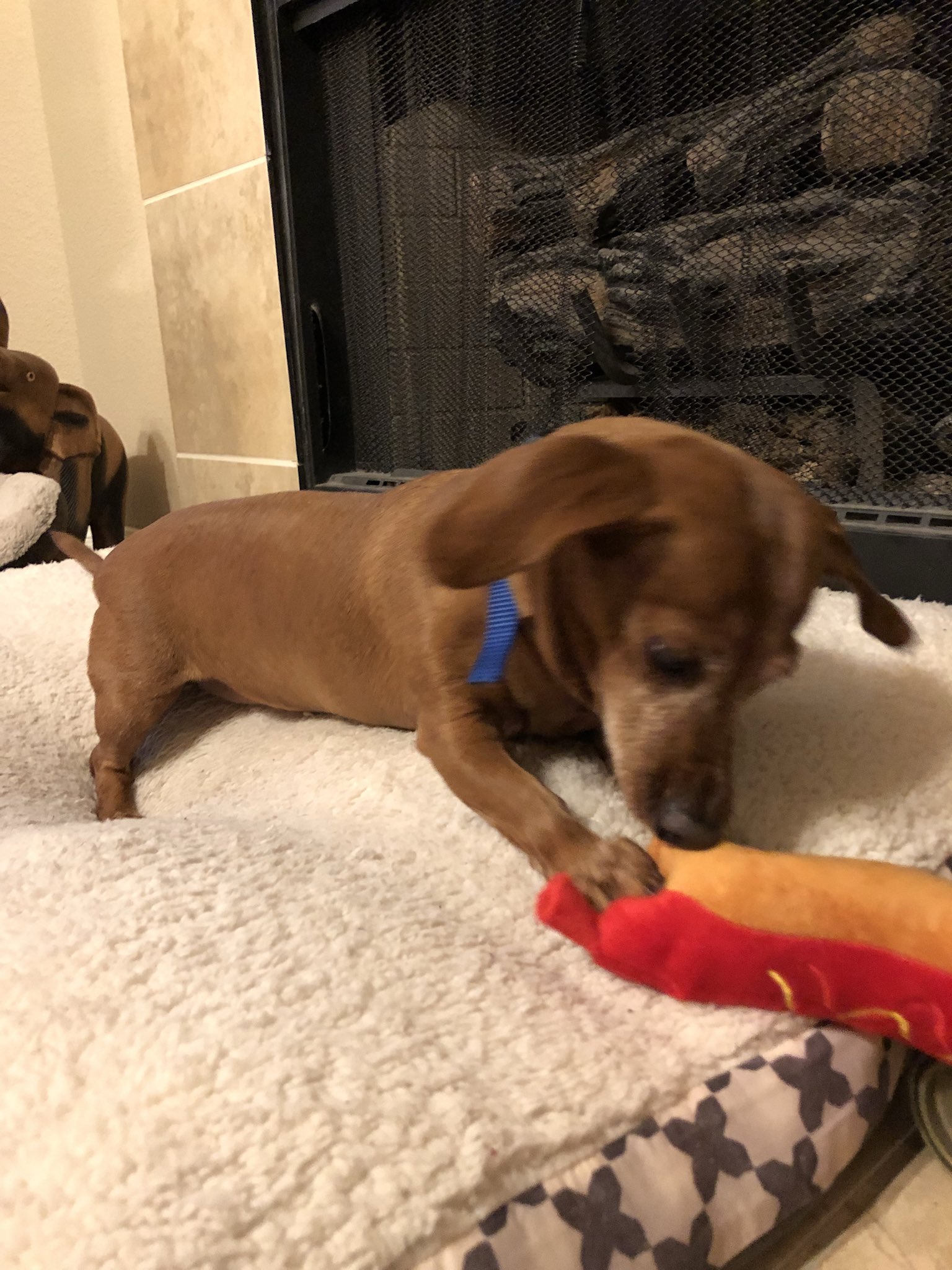 Meg Turney on Twitter "Merry Christmas, little pup.…