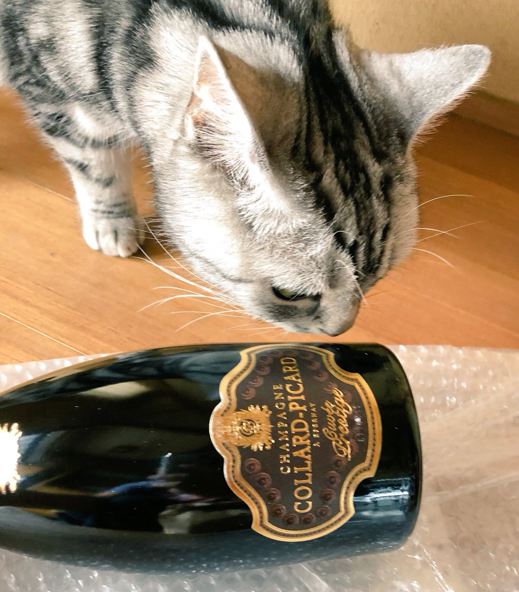 atom_and_luke's tweet photo. ﾙ-ｸ🐱『こりは何ですのだ』
#collardpicard #champagne 🍾 https://t.co/r5FNL2n3O7