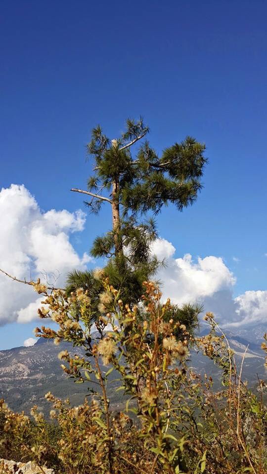 kadirskaya's tweet photo. Günaydın Olympos sabahından selamlar #SimdiAntalyaZamani #hermevsimkadirs #hermevsimolympos https://t.co/lYLlNFPXAb