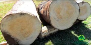 Ecogranjero's tweet photo. En Colombia ya se cultiva la Paulownia, el árbol más rentable del mundo https://t.co/5EmUcLOwqx https://t.co/SlsNwZJHFV