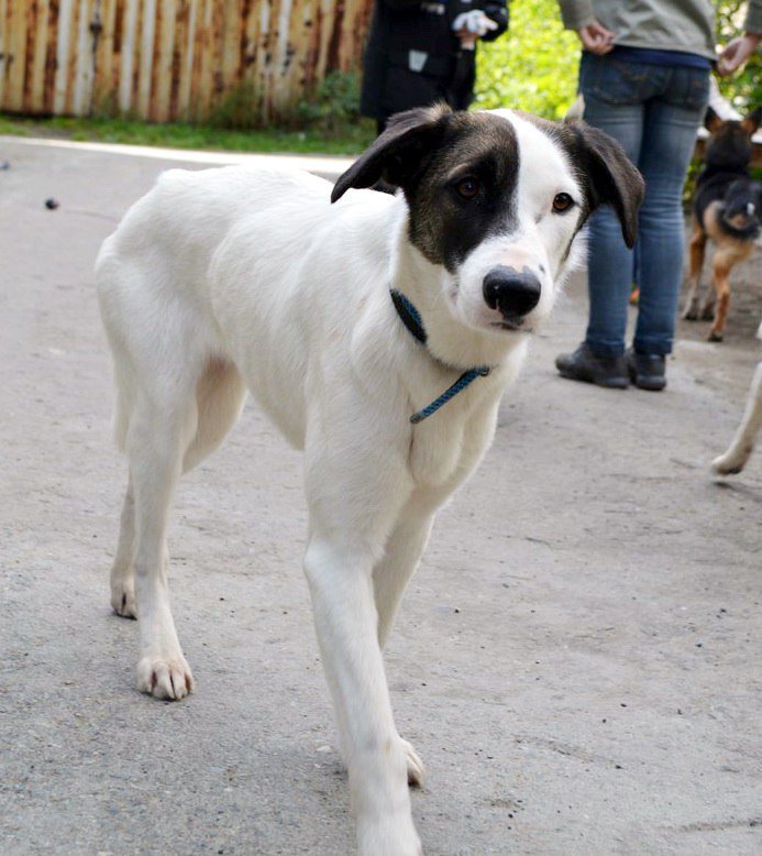 ekbdogs's tweet image. Ласковая и скромная Фея мечтает о доме ☺! 
vk.com/ekbdogs?w=wall…
#Екатеринбург #НовыйГод #счастьевдом #собакадруг