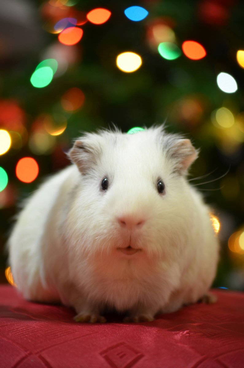 PetStories88's tweet photo. Merry Christmas everypawdy! 😍
#MerryChristmasEveryone #MerryChristmas #MerryXmas  #MerryXmas2017  #petstories #pets #petsofinstagram #guineapigs #guineapig #FelizNavidad2017 #FelizNavidad https://t.co/BcG8nQHjYY