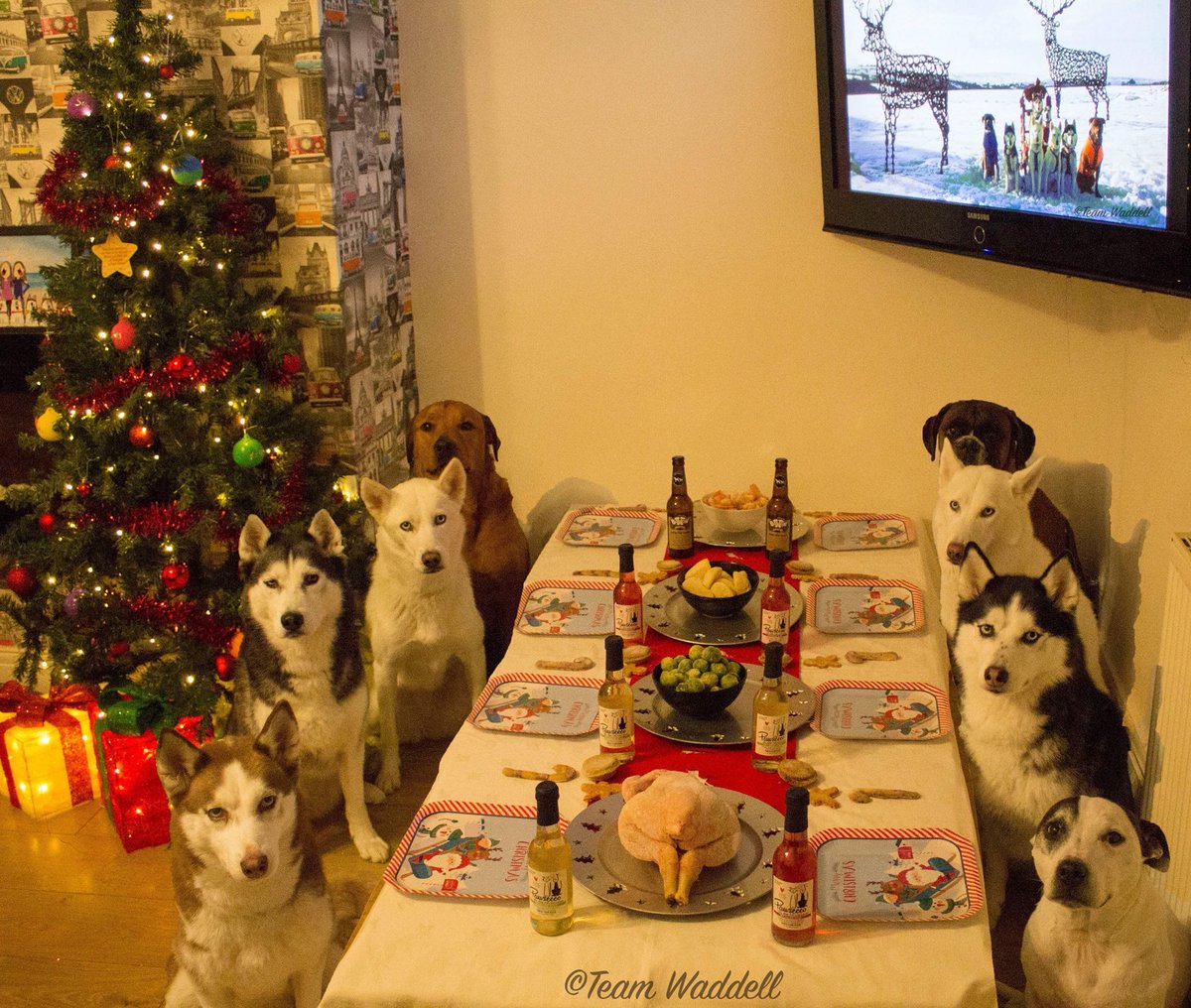 Christmas Dinner Time #teamwaddell style!!
#rawfeddogs #rawfed #raw