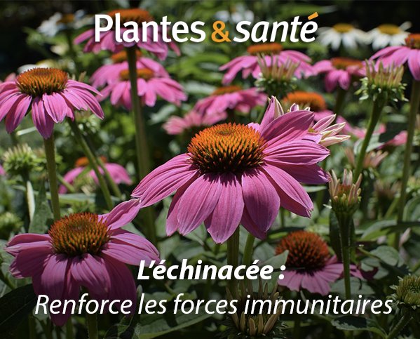 Image de la semaine / Échinacée, la plante de l'hivers

Vertues medicinales : urlz.fr/5wNY