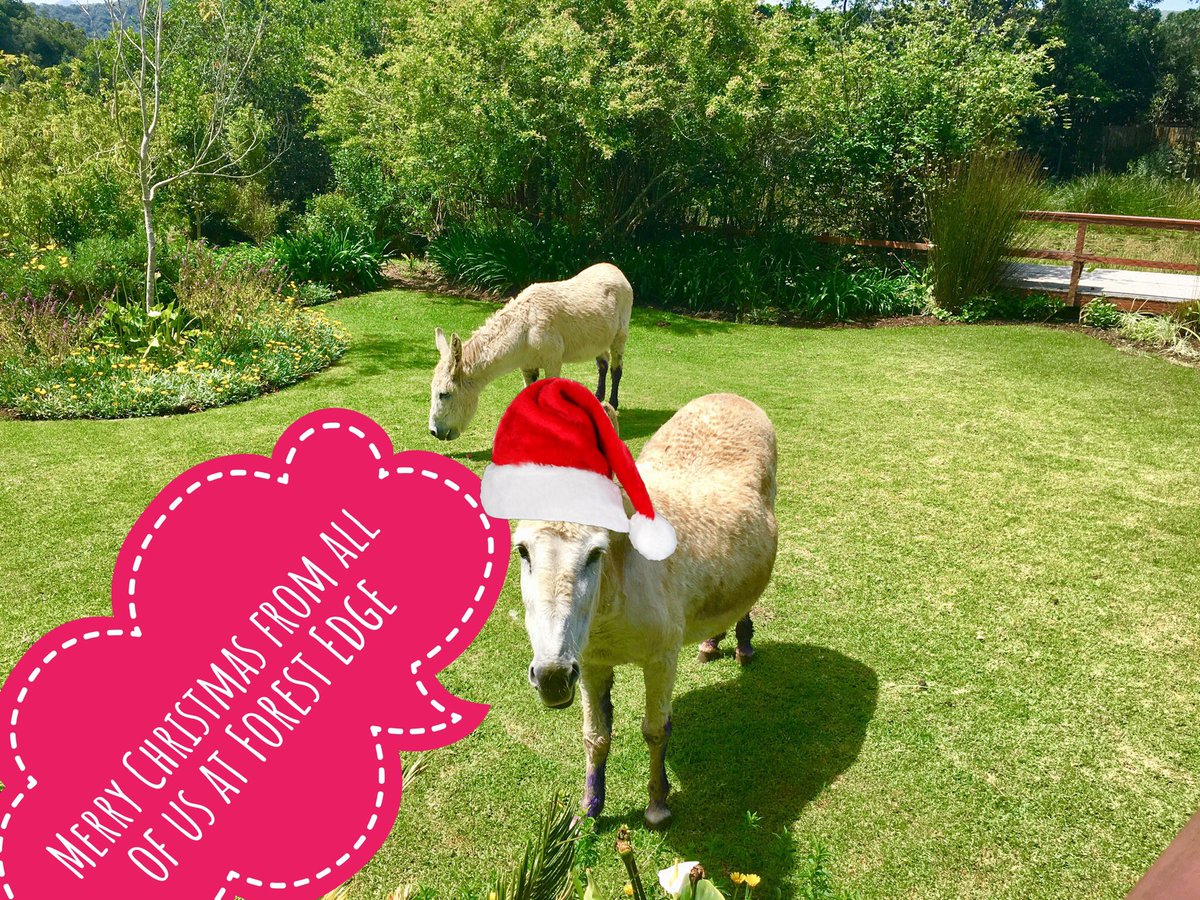 Forest_Edge tweet media