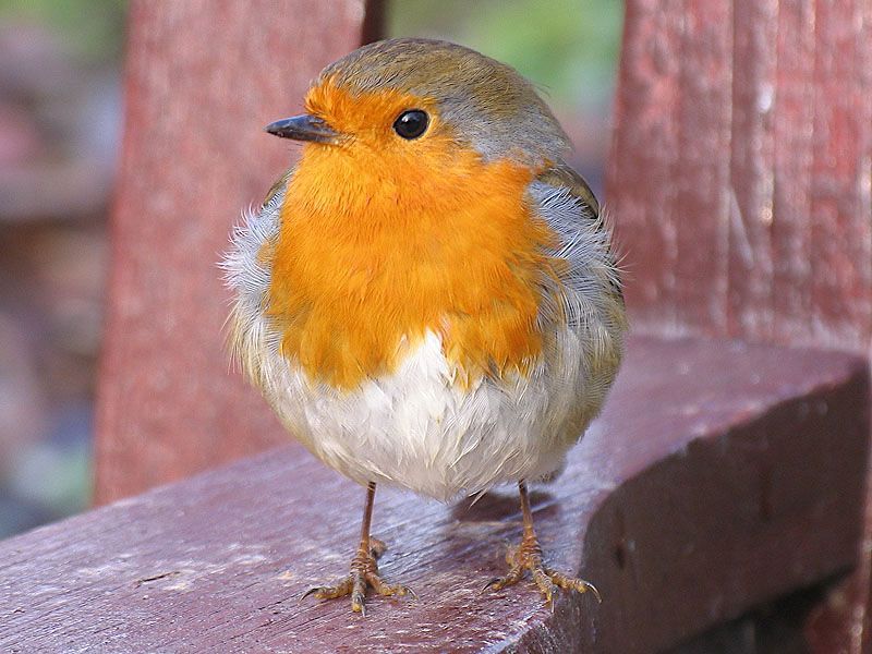 Coffeewarblers's tweet photo. My bird of the day has to be a Robin on Christmas day, and this one is my favourite @CeeegeBirds  photographs. Happy Christmas @CeeegeBirds !  https://t.co/RIP3ILrHxY #birds #nature @CeeegeBirds https://t.co/TR39Ext3Xb
