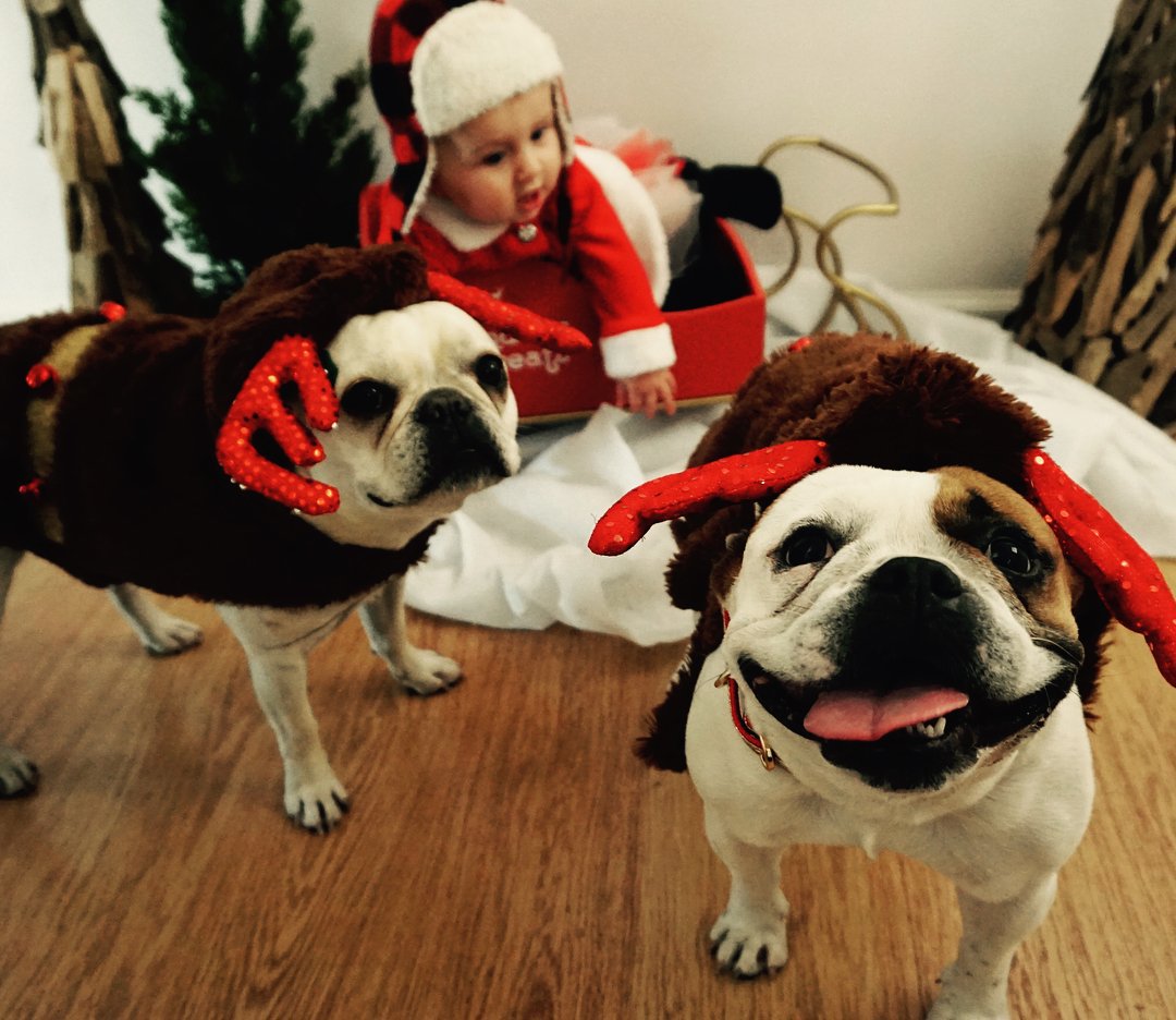 ADoughtySpirit's tweet photo. What happened earlier today! Birdie was so in to make a list deciding who was being naughty or nice this year, while the frenchie reindeers seem to be down for a little misbehavior. Anyways, Merry Christmas to y'all. May your heart be filled with prosperous peace and love. 🌲 https://t.co/ErfcYQkuvk