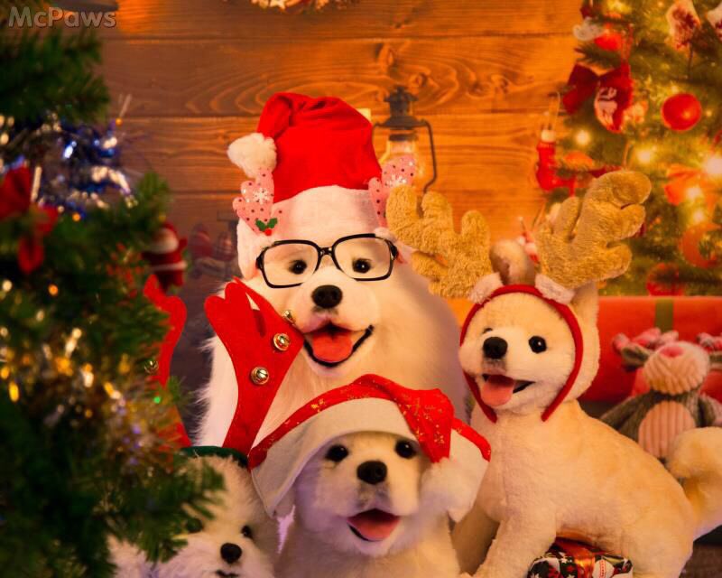 EllenPaws's tweet photo. Merry Christmas #McPaws #lovelydoggy #plush toy#merrychristmas #cutedogs #doggy https://t.co/3cNNc205GH