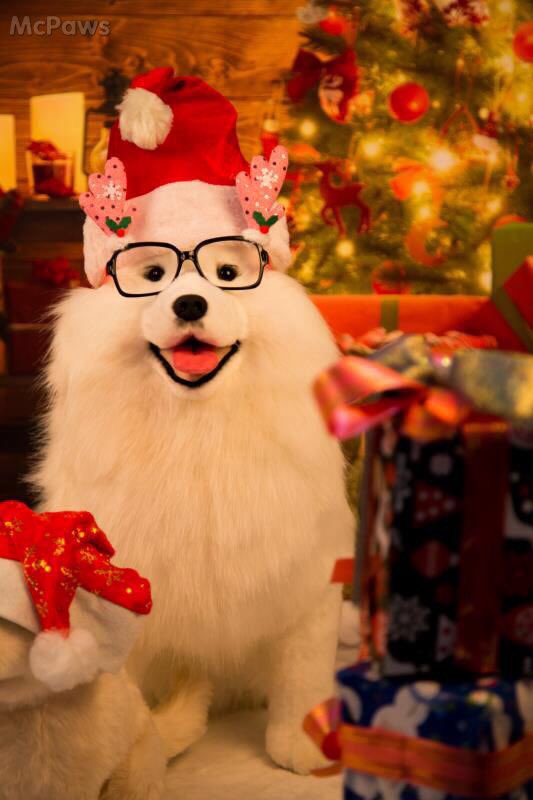 EllenPaws's tweet photo. Merry Christmas #McPaws #lovelydoggy #plush toy#merrychristmas #cutedogs #doggy https://t.co/RCyGzrPvhQ